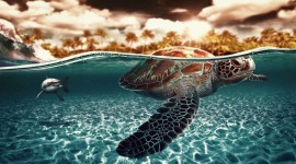 Sea ​​Turtles Wallpaper Download Free