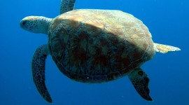 Sea ​​Turtles Wallpaper For Mobile