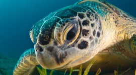 Sea ​​Turtles Wallpaper For PC