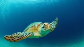 Sea ​​Turtles Wallpaper Gallery