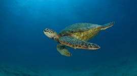 Sea ​​Turtles Wallpaper HD