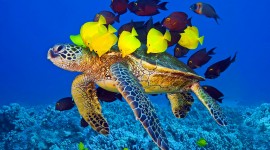 Sea ​​Turtles Wallpaper HQ