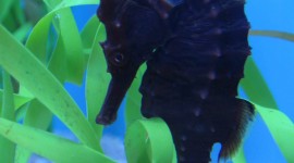 Seahorse Wallpaper For IPhone