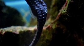 Seahorse Wallpaper For IPhone Free