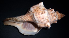 Shells Best Wallpaper