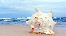 Shells Wallpaper Download Free