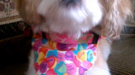 Shih Tzu Wallpaper For Android