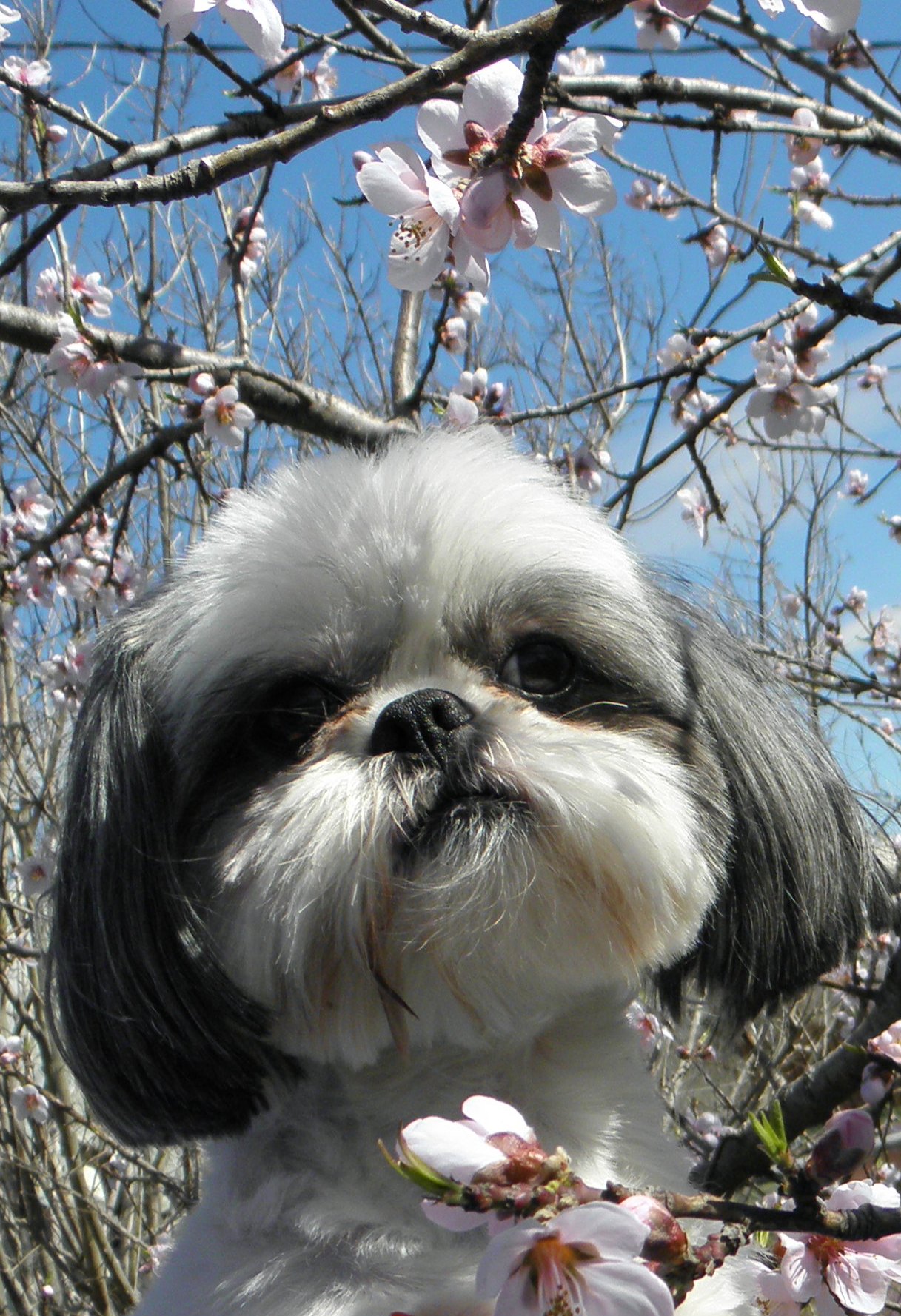 Shih Tzu Wallpapers High Quality | Download Free