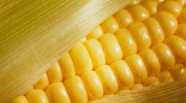 Sweet Corn Desktop Wallpaper