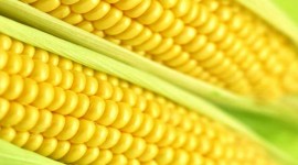 Sweet Corn Desktop Wallpaper HD