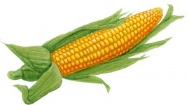 Sweet Corn Image