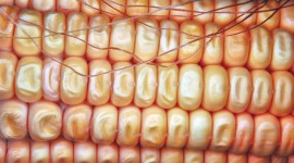 Sweet Corn Photo
