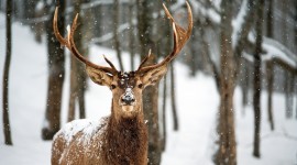 4K Deer Desktop Wallpaper HD