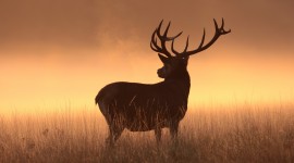 4K Deer Wallpaper Download Free