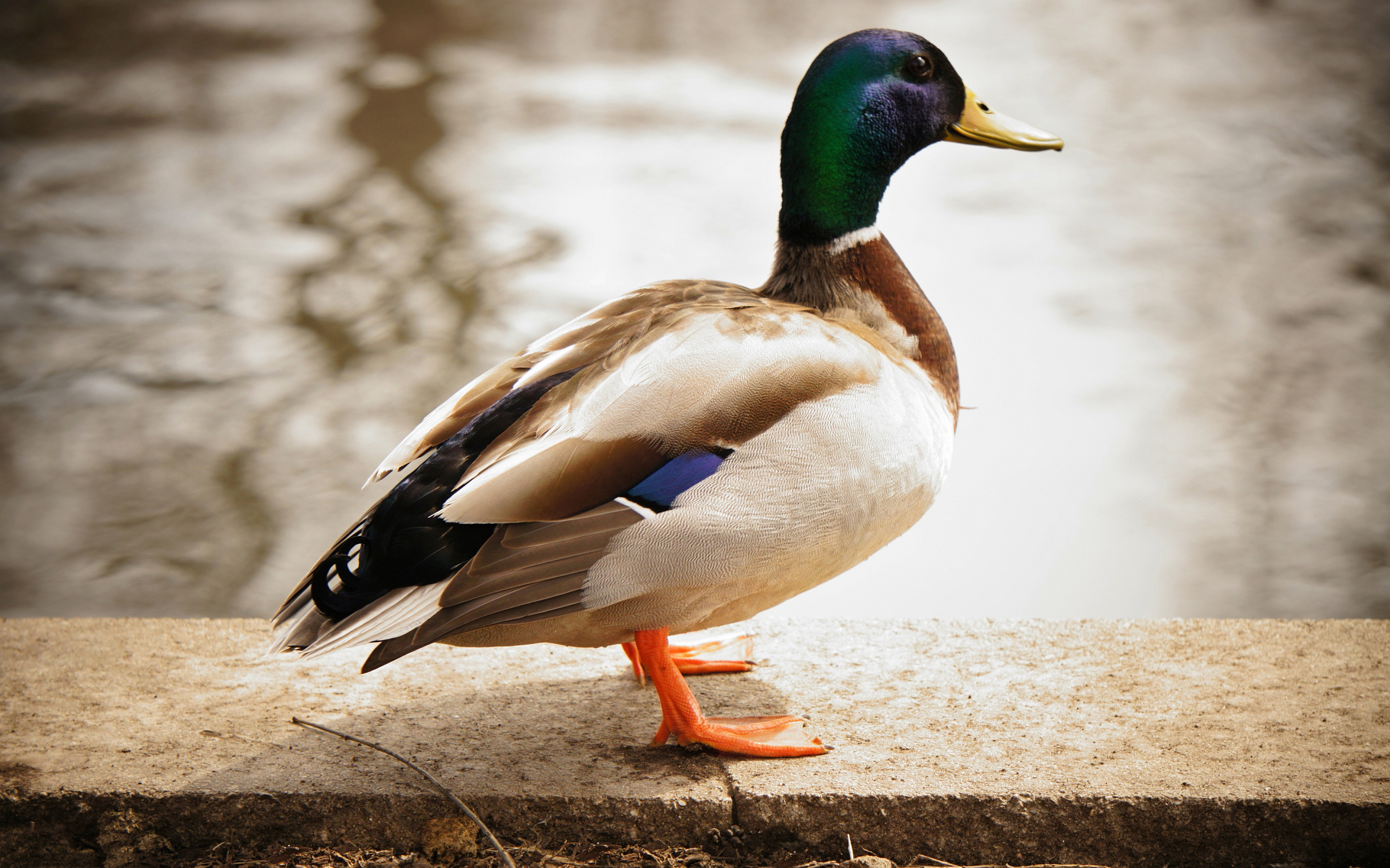 4k Duck Wallpapers High Quality Download Free HD Wallpapers Download Free Images Wallpaper [wallpaper981.blogspot.com]