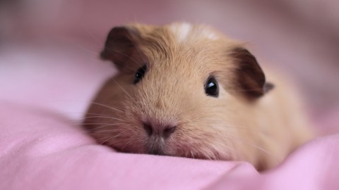 4K Guinea Pig wallpapers high quality