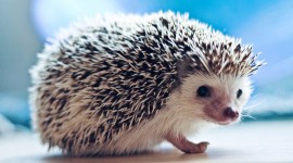 4K Hedgehogs Desktop Wallpaper For PC