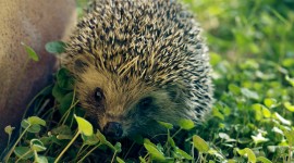 4K Hedgehogs Wallpaper 1080p