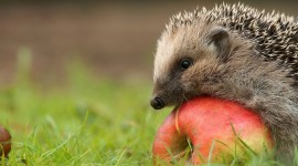 4K Hedgehogs Wallpaper Full HD