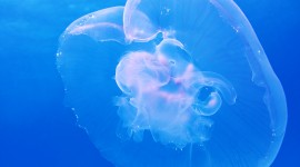 4K Jellyfish Desktop Wallpaper