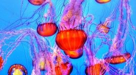 4K Jellyfish Desktop Wallpaper For PC