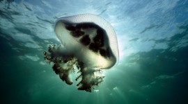 4K Jellyfish Photo