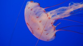4K Jellyfish Photo Free