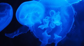 4K Jellyfish Photo#1