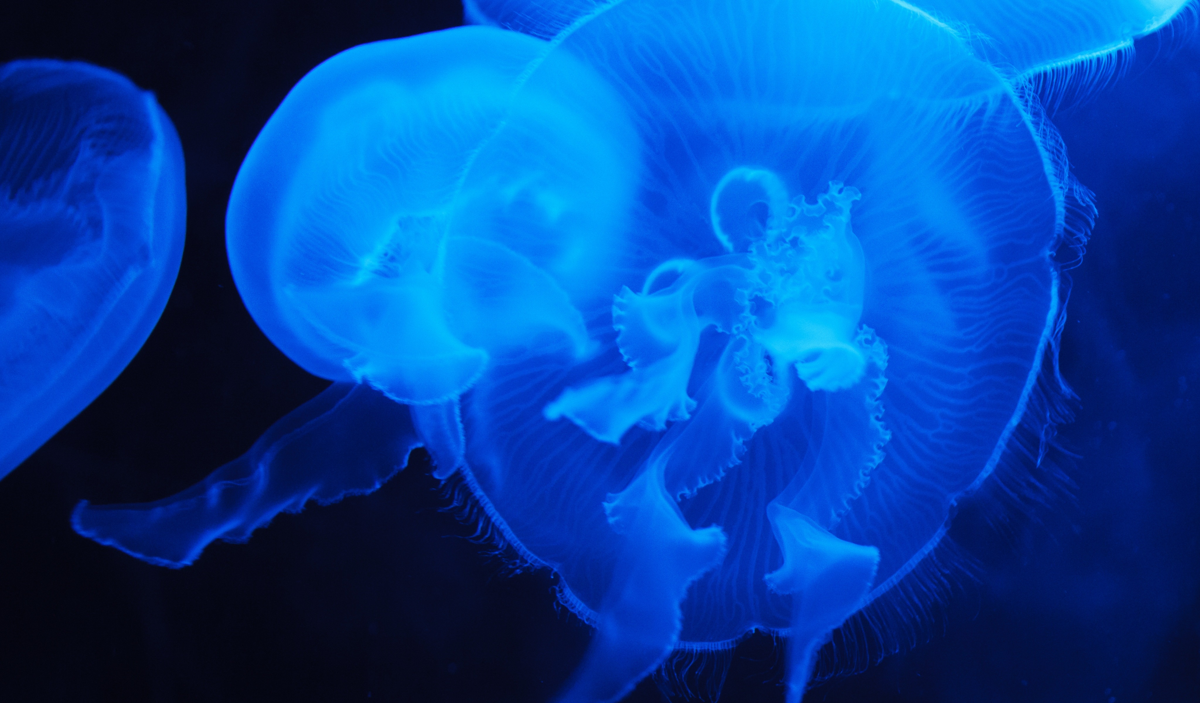 4K Jellyfish Wallpapers High Quality | Download Free