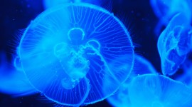 4K Jellyfish Wallpaper
