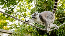 4K Lemur Wallpaper Free