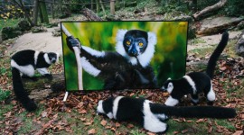 4K Lemur Wallpaper Gallery