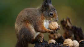 4K Nuts Photo Download