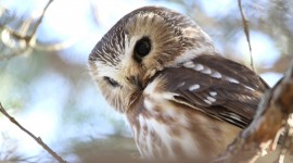 4K Owls Desktop Wallpaper For PC