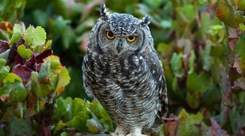 4K Owls Desktop Wallpaper HD