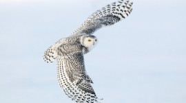 4K Owls Photo