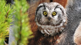 4K Owls Photo Download