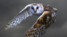 4K Owls Photo#1