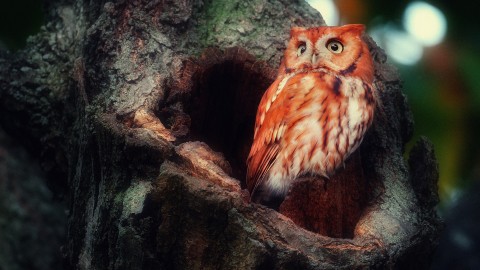 4K Owls wallpapers high quality