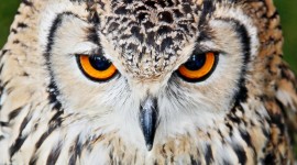4K Owls Wallpaper Background