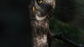 4K Owls Wallpaper For Android