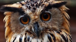 4K Owls Wallpaper Full HD
