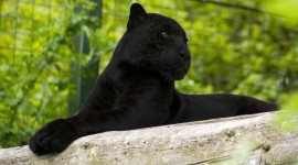 4K Panther Photo