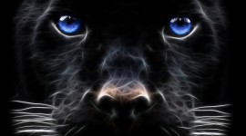 4K Panther Wallpaper Background