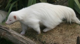 Albino Animals Photo#1