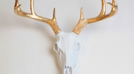 Animal Skull Best Wallpaper