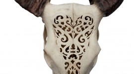 Animal Skull Wallpaper For IPhone Free
