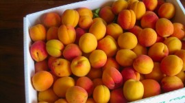 Apricots Wallpaper Download Free