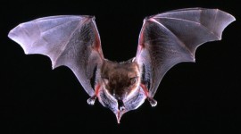 Bats Desktop Wallpaper HD