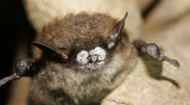 Bats Photo Download